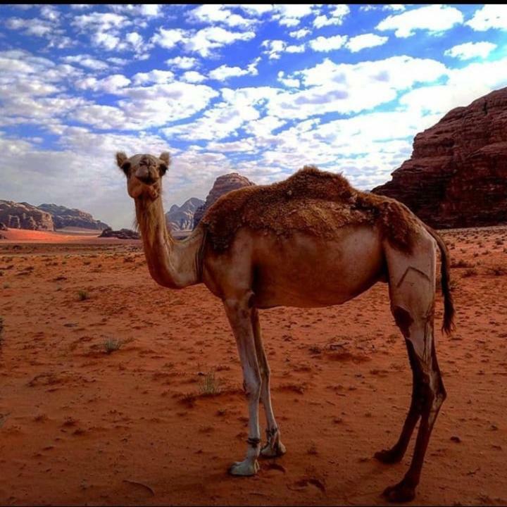 Wadi rum Local guide camp Esterno foto